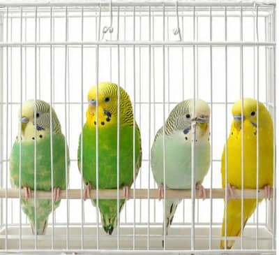 Australian parrots