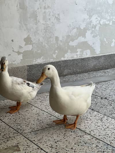 White Ducks pair A+ quality breeder