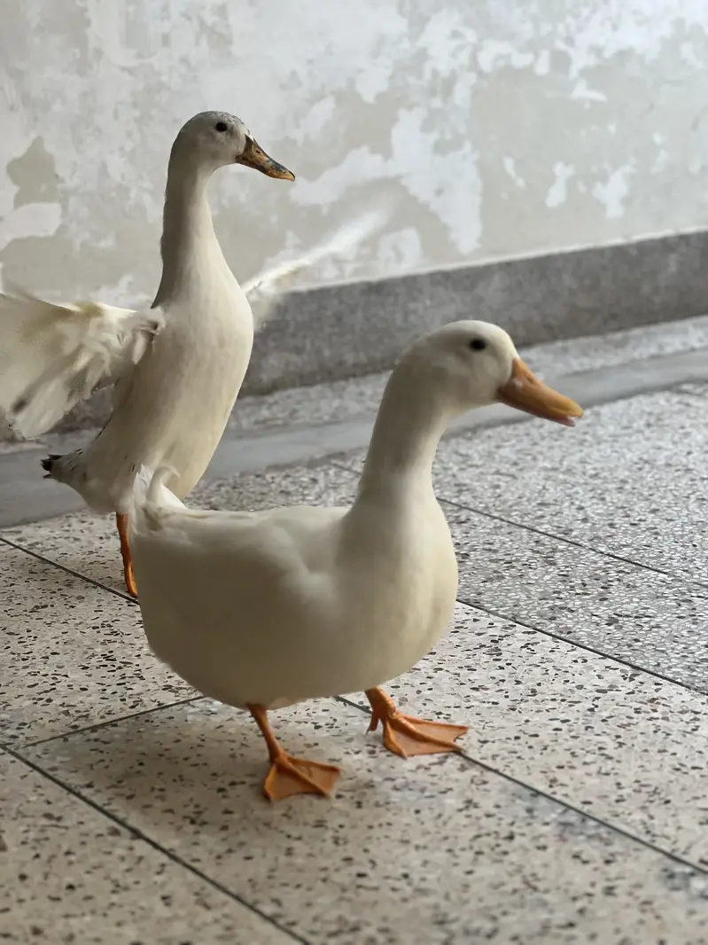 White Ducks pair A+ quality breeder — photo 2
