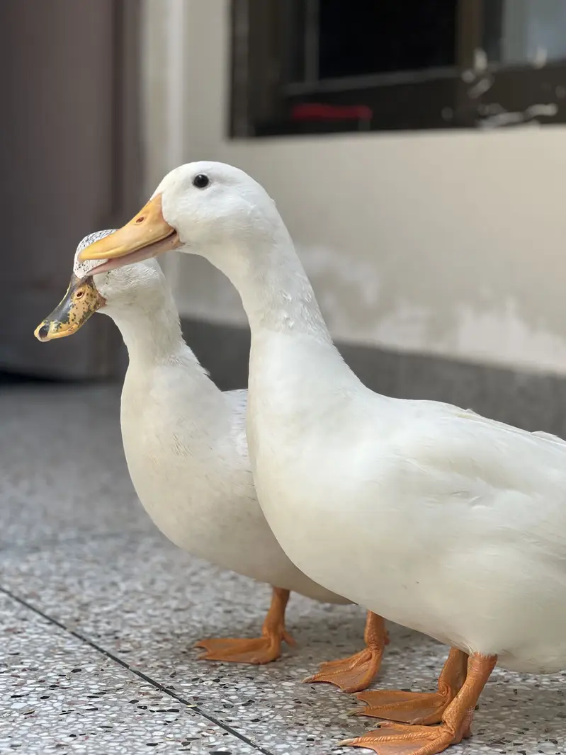 White Ducks pair A+ quality breeder — photo 3