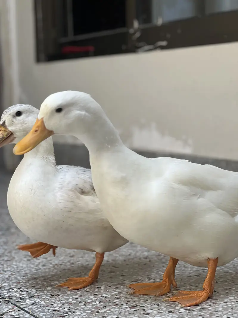 White Ducks pair A+ quality breeder — photo 4