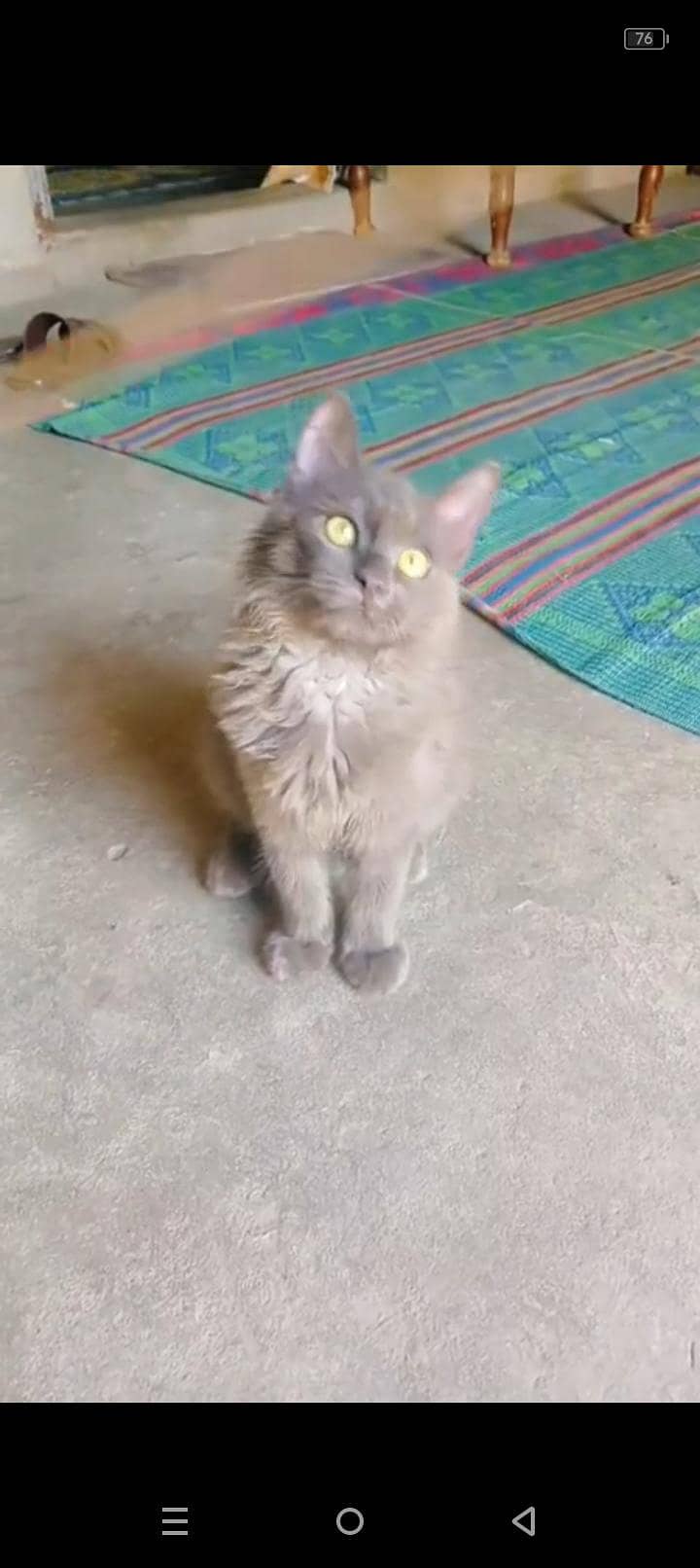 mofasa 0