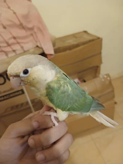 BLUE CINAMAN CONURE HANDTHME FOR SALE