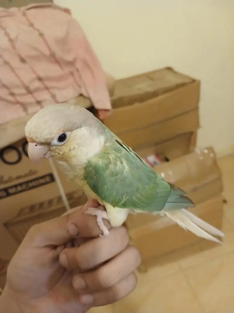 BLUE CINAMAN CONURE HANDTHME FOR SALE — photo 2