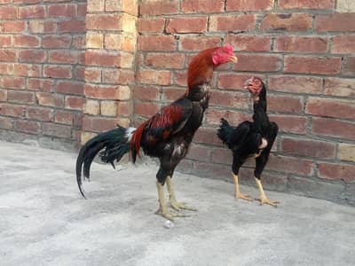 Thai and lasani pair . . . only in 23000