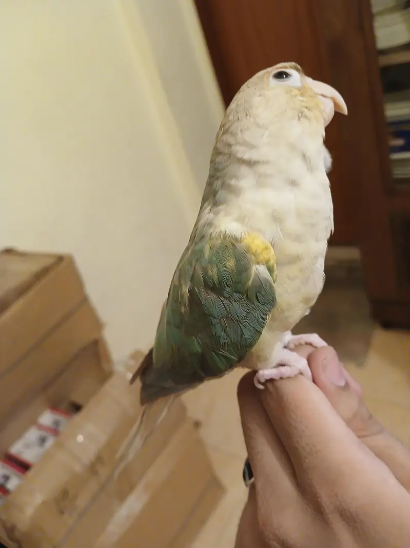 BLUE CINAMAN CONURE HANDTHME FOR SALE — photo 3