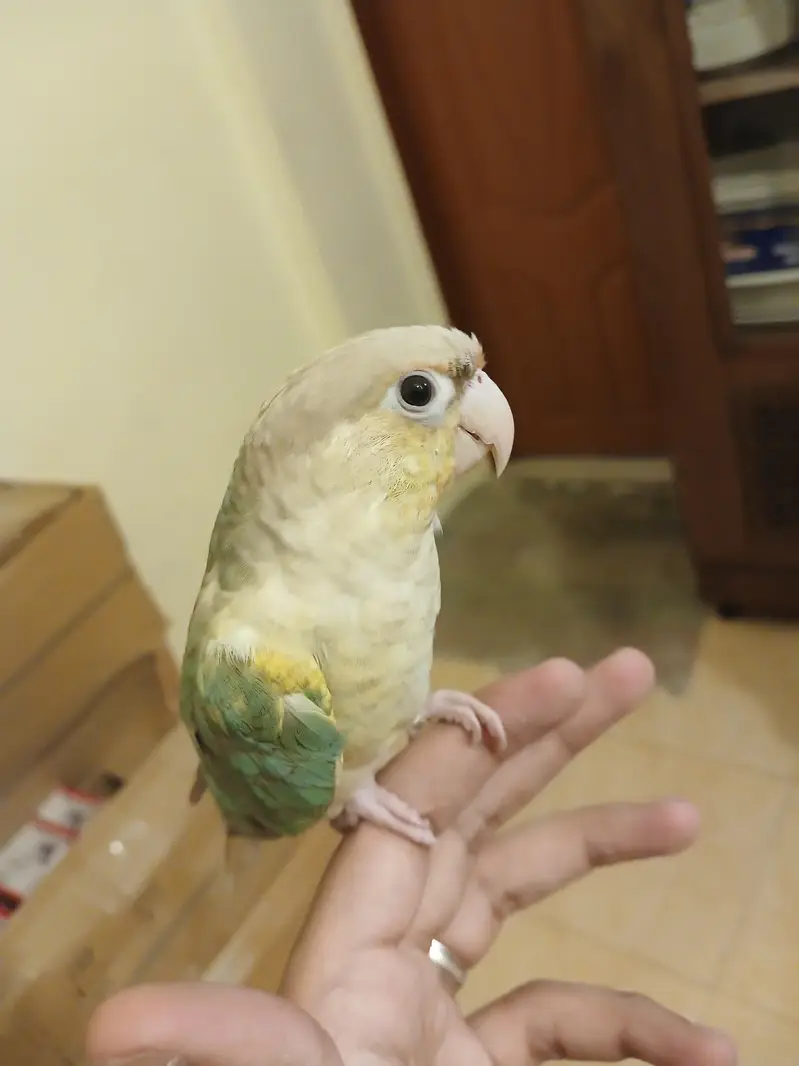 BLUE CINAMAN CONURE HANDTHME FOR SALE — photo 4