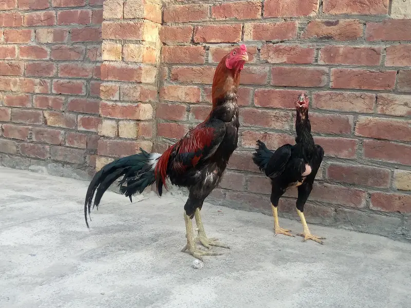 Thai and lasani pair . . . only in 23000 — photo 8