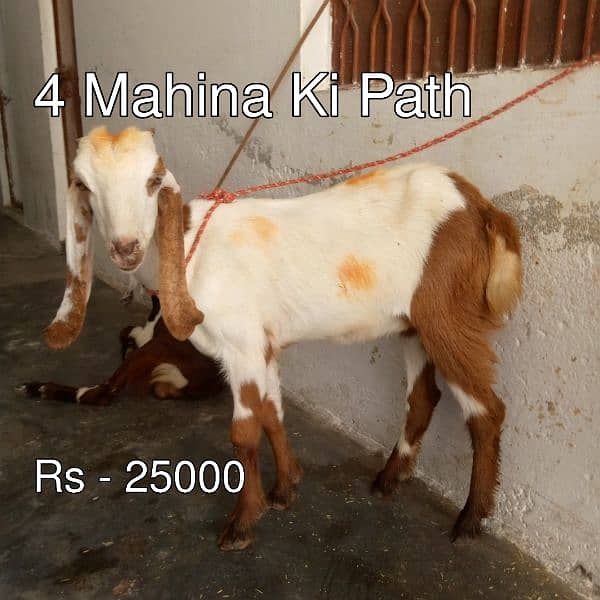 Bakra - Bakri - Path - Pathora 0