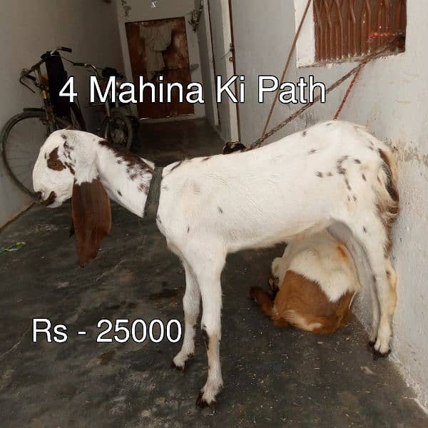 Bakra - Bakri - Path - Pathora 1