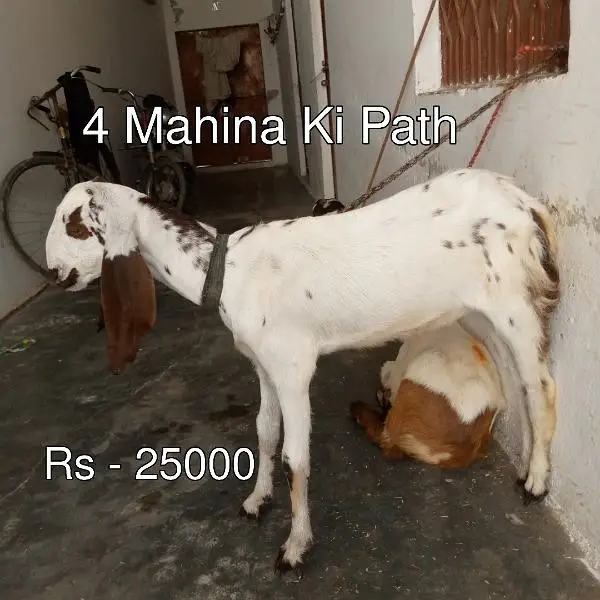 Bakra - Bakri - Path - Pathora — photo 2