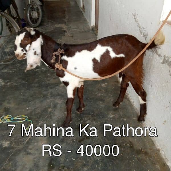Bakra - Bakri - Path - Pathora 2