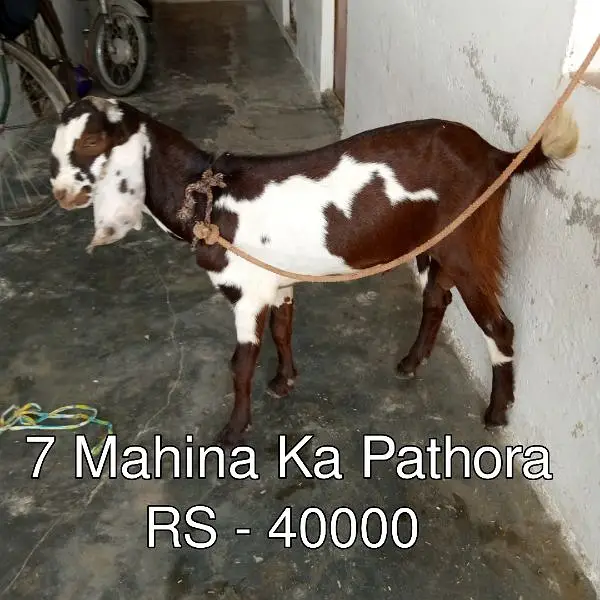 Bakra - Bakri - Path - Pathora — photo 3
