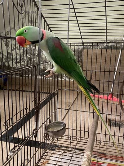 Raw male parrot 03210671122