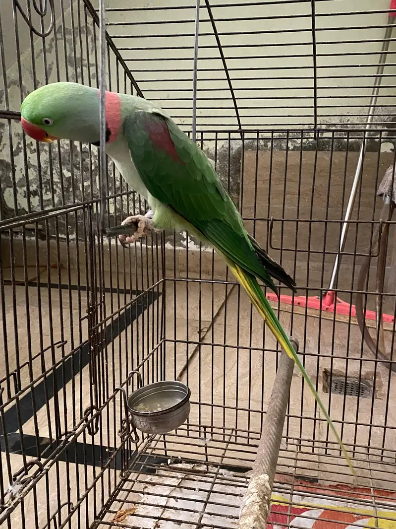 Raw male parrot 03210671122 — photo 2