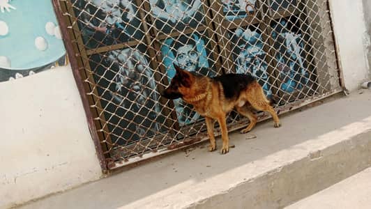 germon shepherd dog full healthy active male urgent for sale