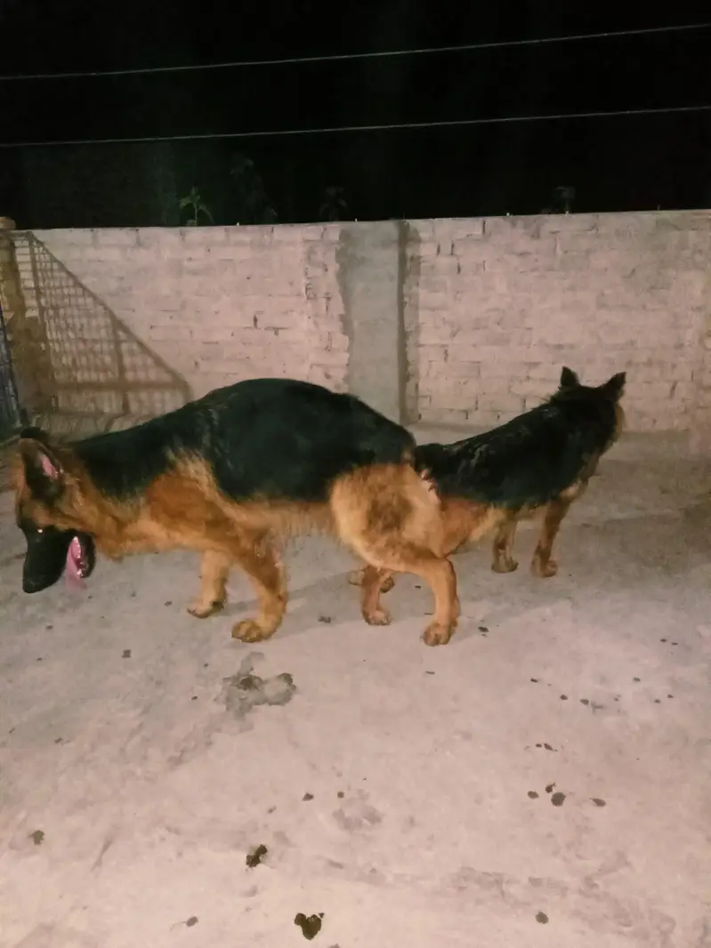 germon shepherd dog full healthy active male urgent for sale — photo 2