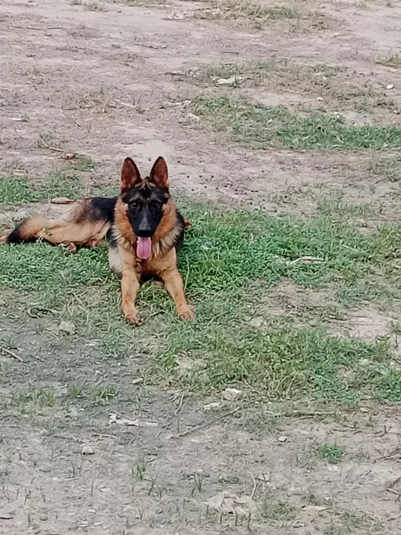 germon shepherd dog full healthy active male urgent for sale — photo 3