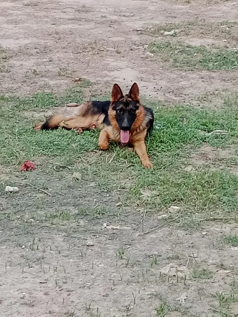 germon shepherd dog full healthy active male urgent for sale — photo 4