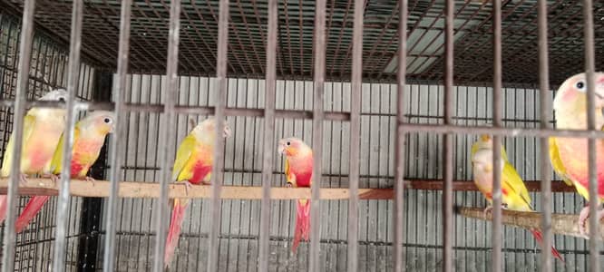 Sun Conure | Blue Mong | Crimino | Green Conure | Parrot For sale