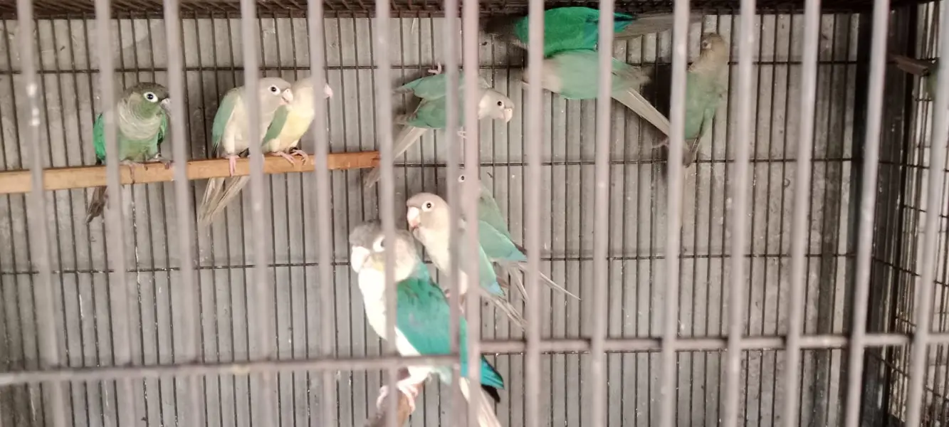 Sun Conure | Blue Mong | Crimino | Green Conure | Parrot For sale — photo 2