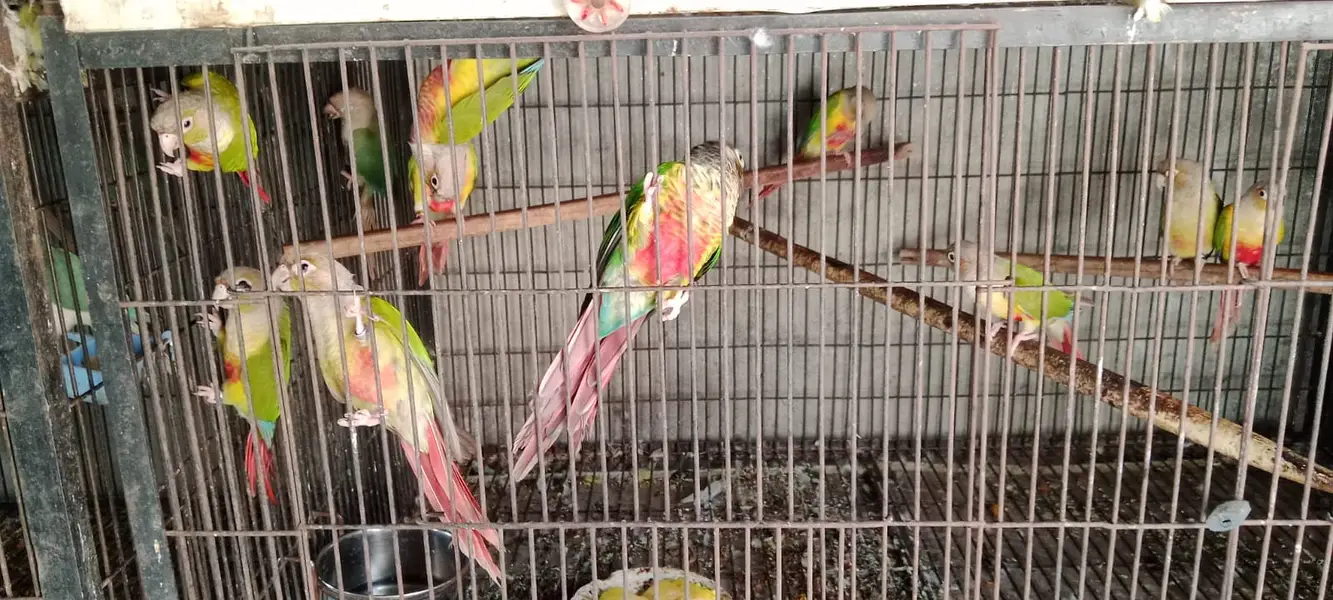 Sun Conure | Blue Mong | Crimino | Green Conure | Parrot For sale — photo 3