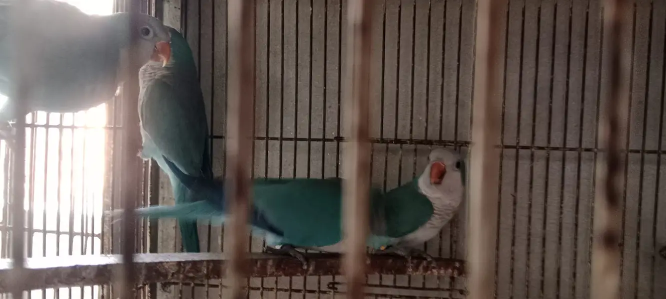 Sun Conure | Blue Mong | Crimino | Green Conure | Parrot For sale — photo 4