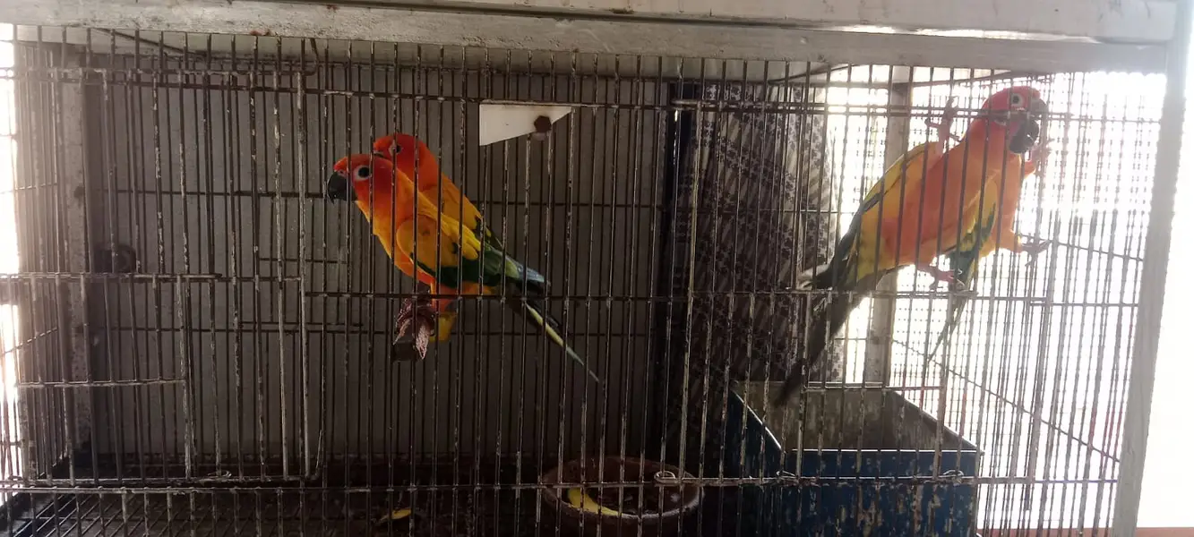 Sun Conure | Blue Mong | Crimino | Green Conure | Parrot For sale — photo 6