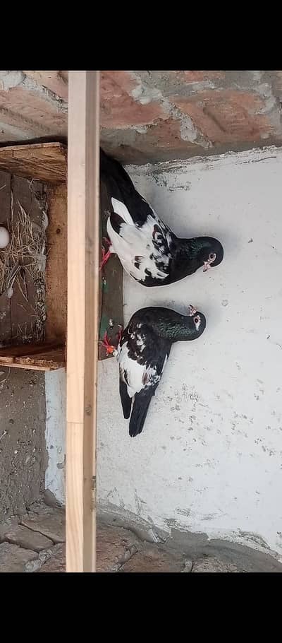 Khal breeder pairs Available in MULTAN
