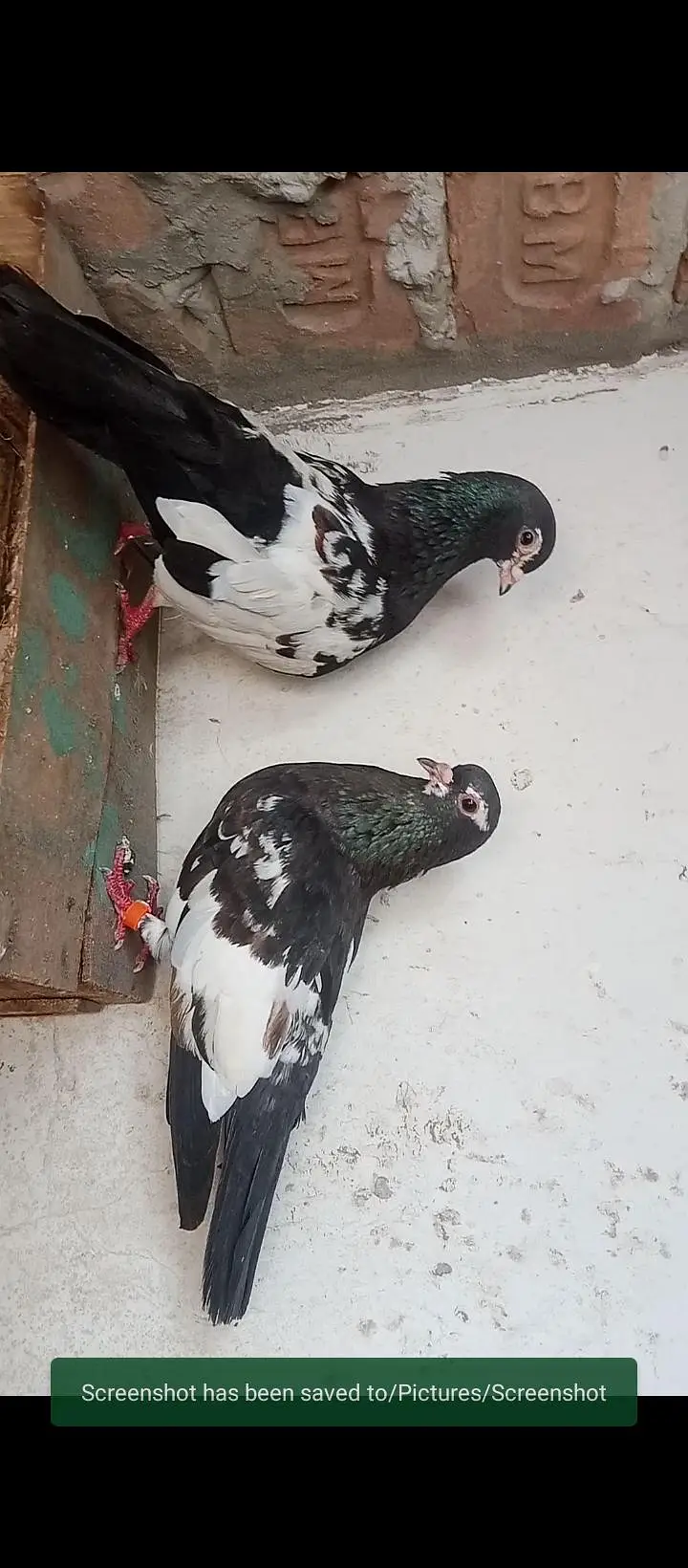 Khal breeder pairs Available in MULTAN — photo 2