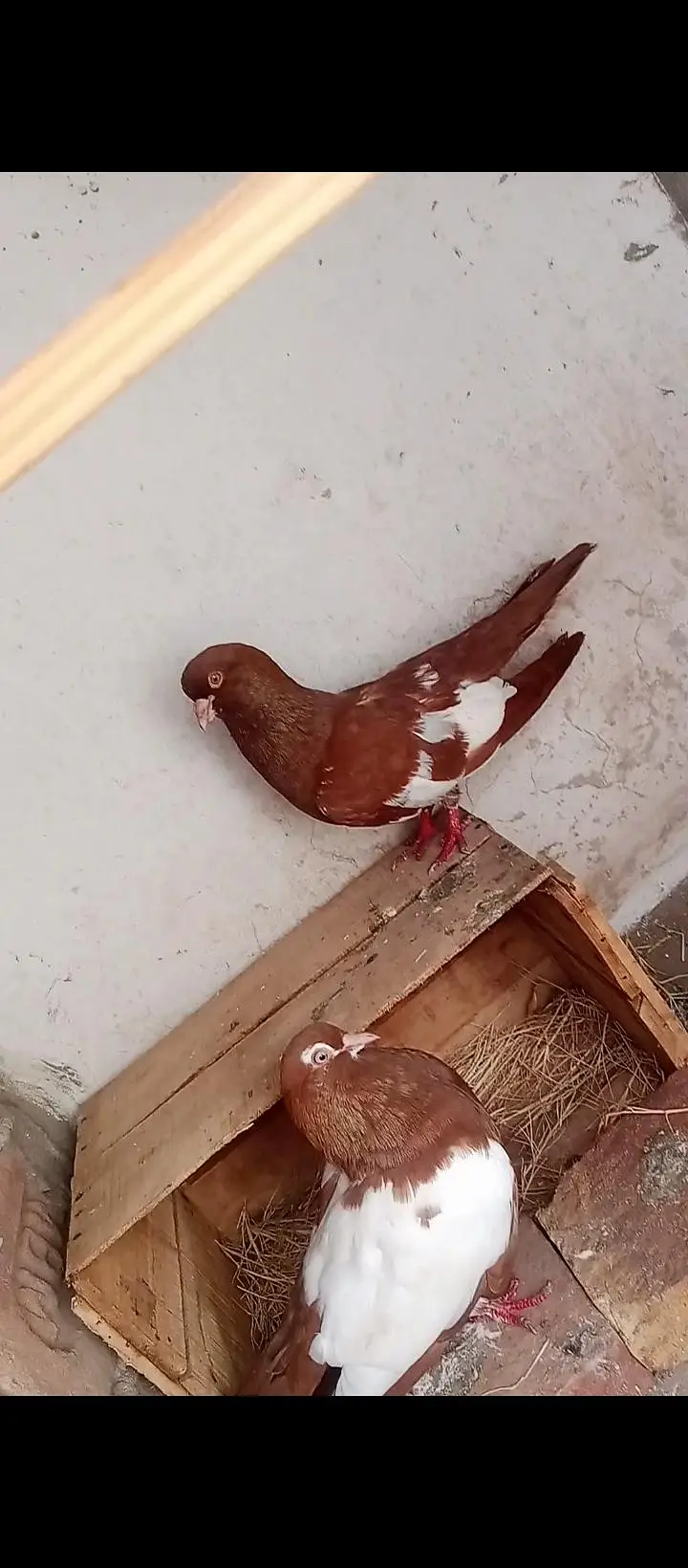 Khal breeder pairs Available in MULTAN — photo 3