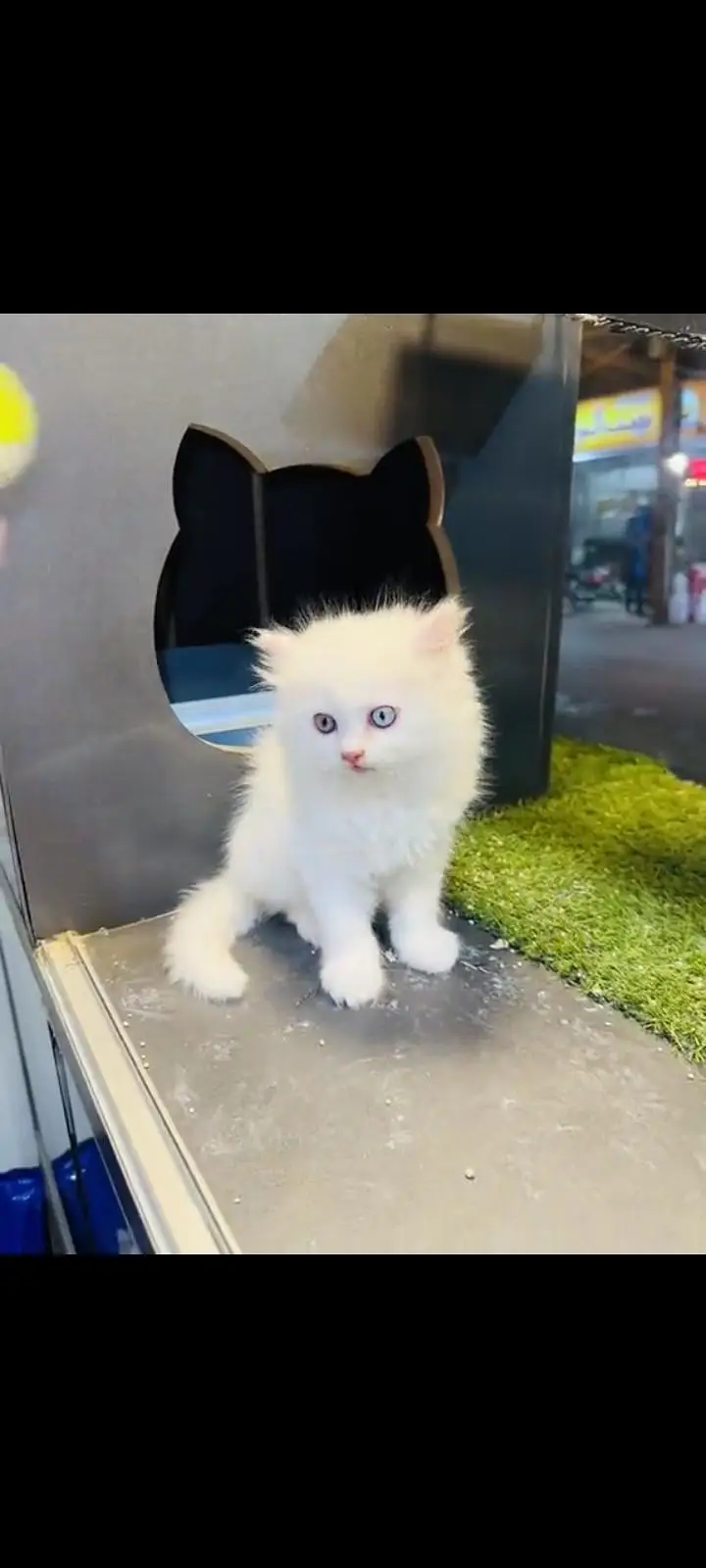 persian cat for sale MywatsapppNumber 0309-37-13-771 — photo 3