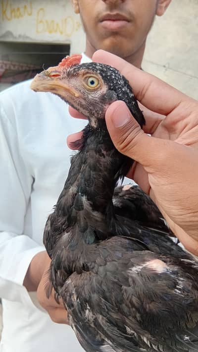 aseel male for sale