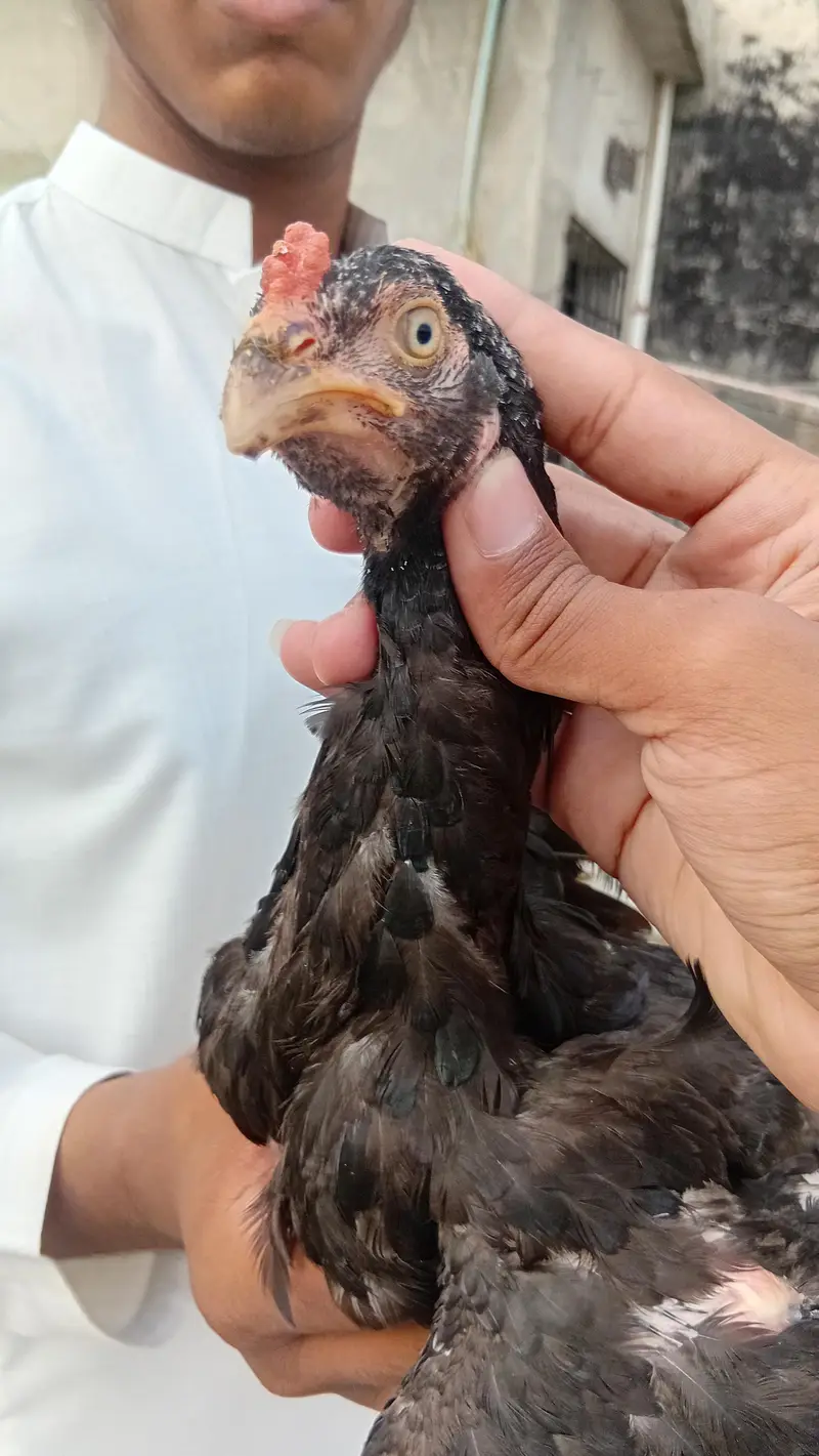 aseel male for sale — photo 2