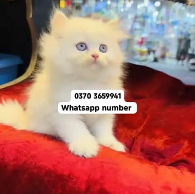 ( Persian Female Kitten ) For sale Contact WhatsApp