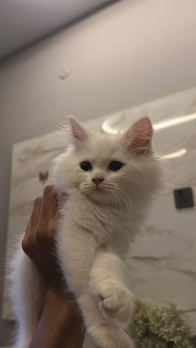 Persian Kitten contact 03441670595