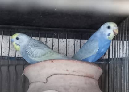 Violet Rainbow First Breed Pair