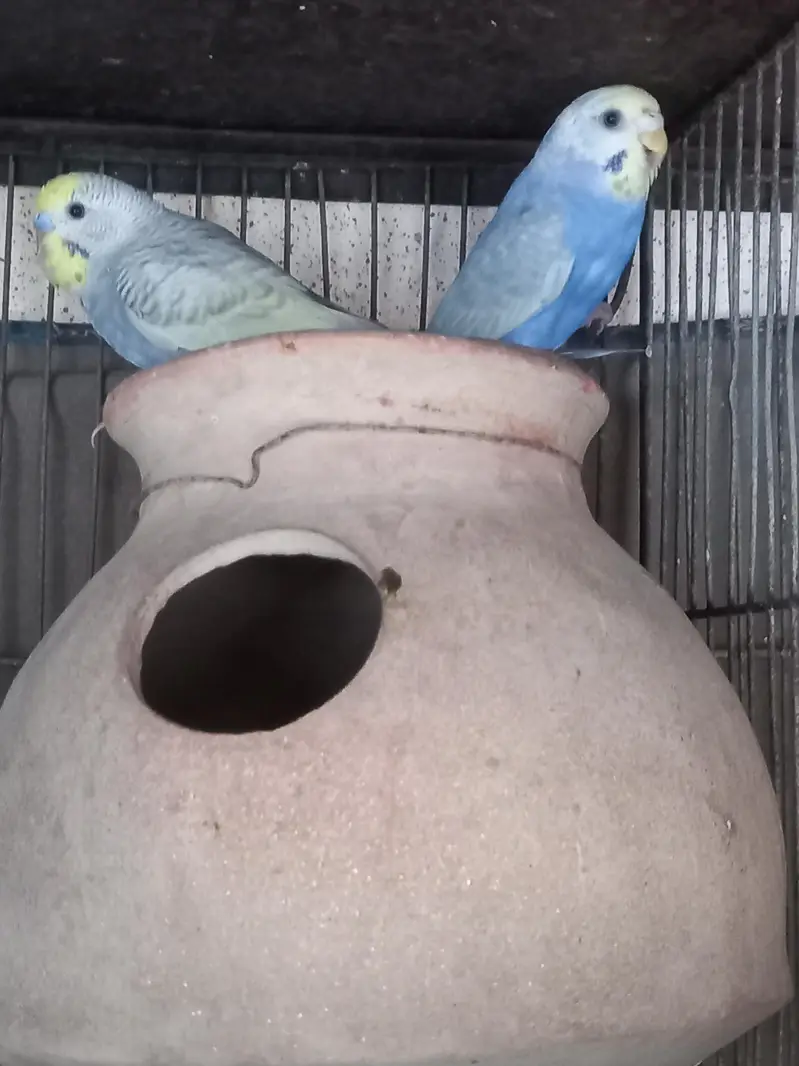 Violet Rainbow First Breed Pair — photo 2