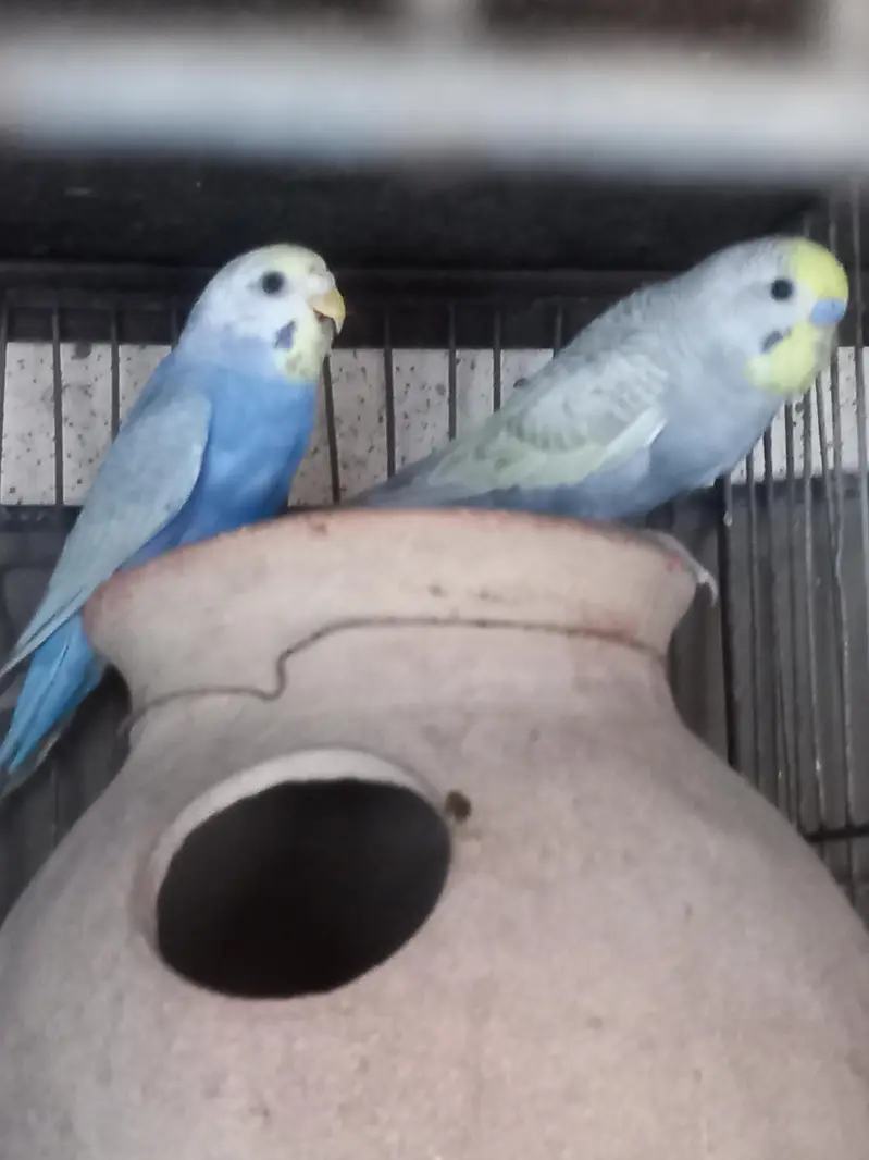 Violet Rainbow First Breed Pair — photo 3