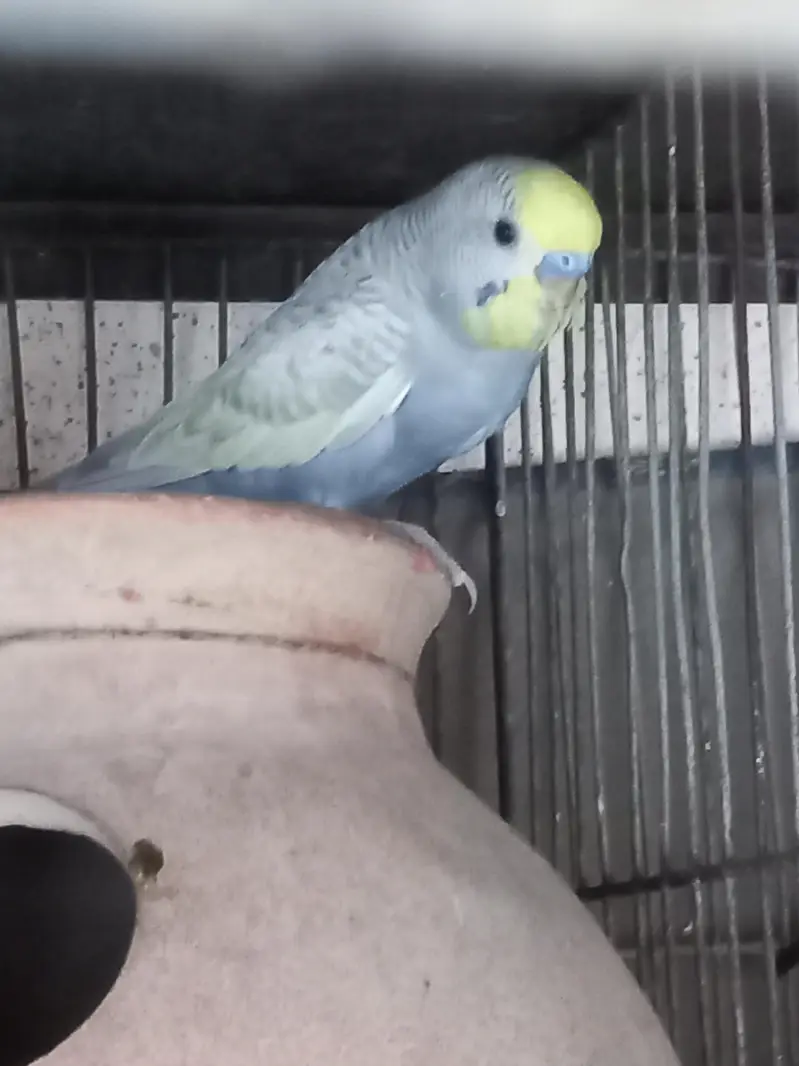 Violet Rainbow First Breed Pair — photo 4