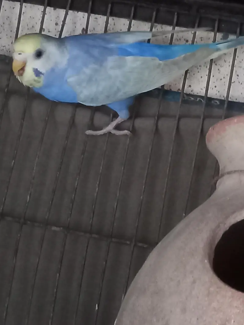 Violet Rainbow First Breed Pair — photo 5