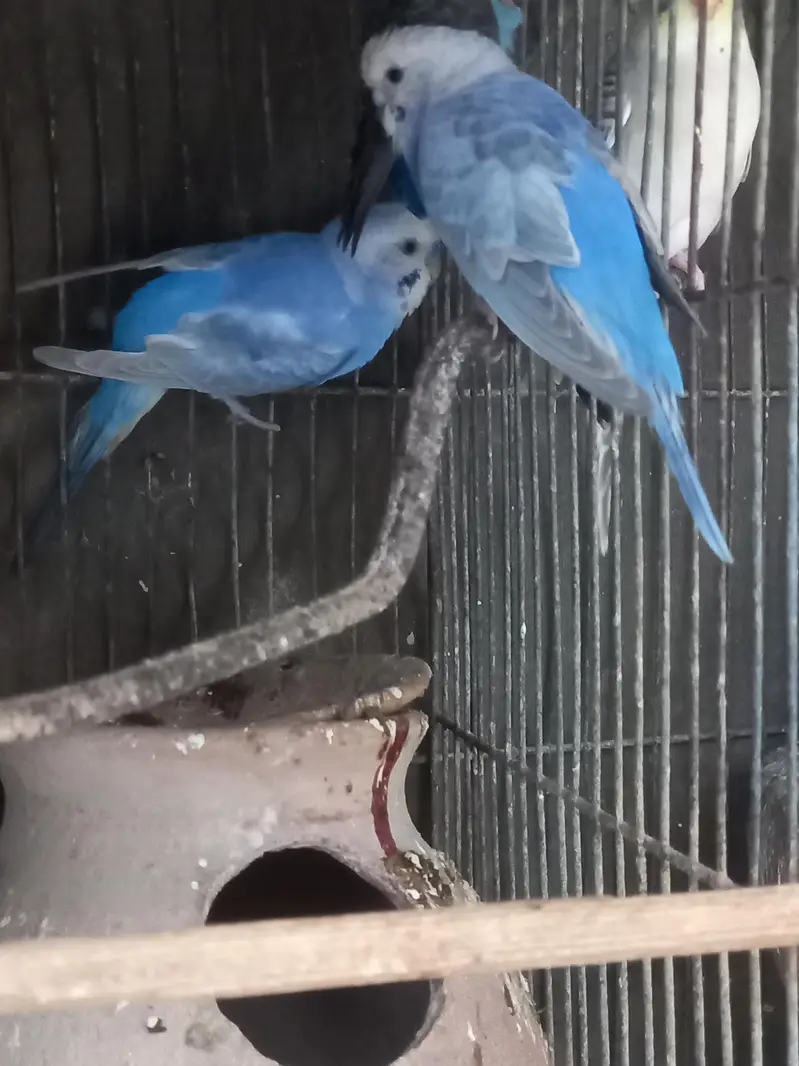 Violet Rainbow First Breed Pair — photo 6