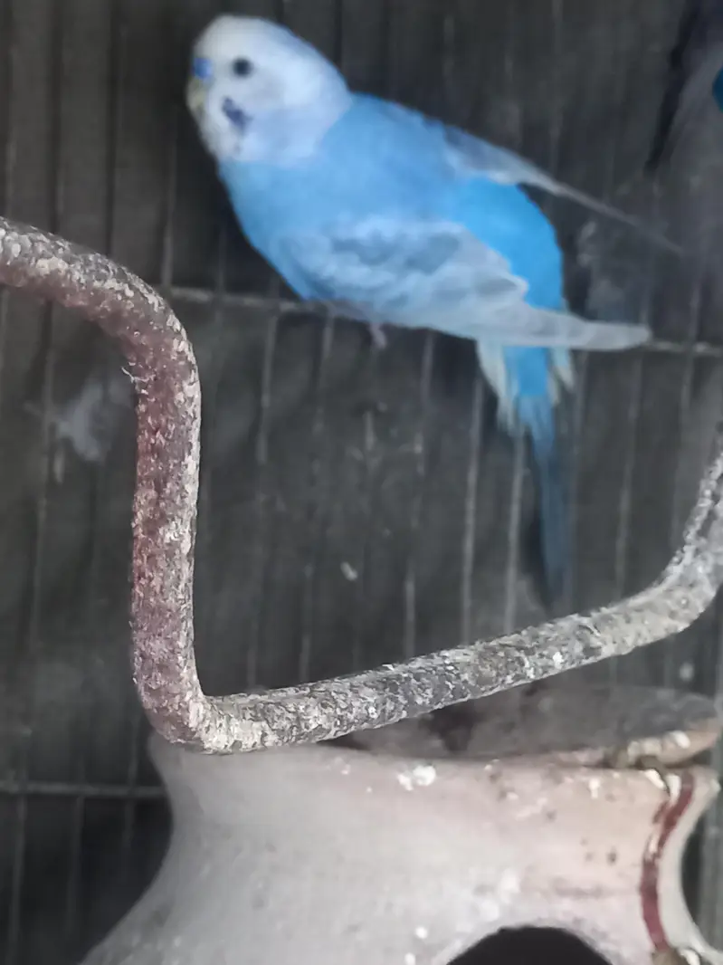 Violet Rainbow First Breed Pair — photo 7