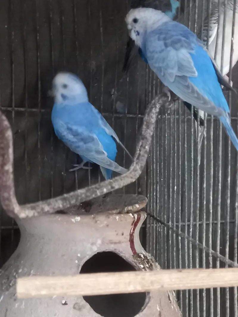 Violet Rainbow First Breed Pair — photo 8