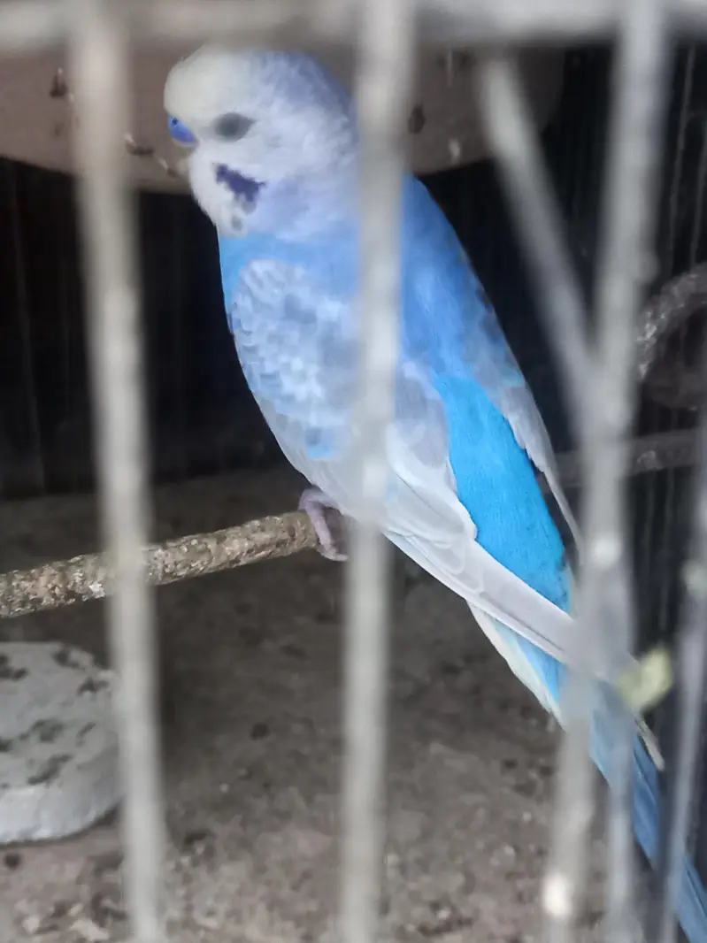 Violet Rainbow First Breed Pair — photo 9