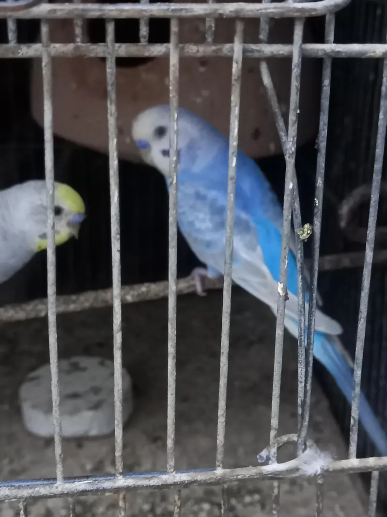 Violet Rainbow First Breed Pair — photo 10