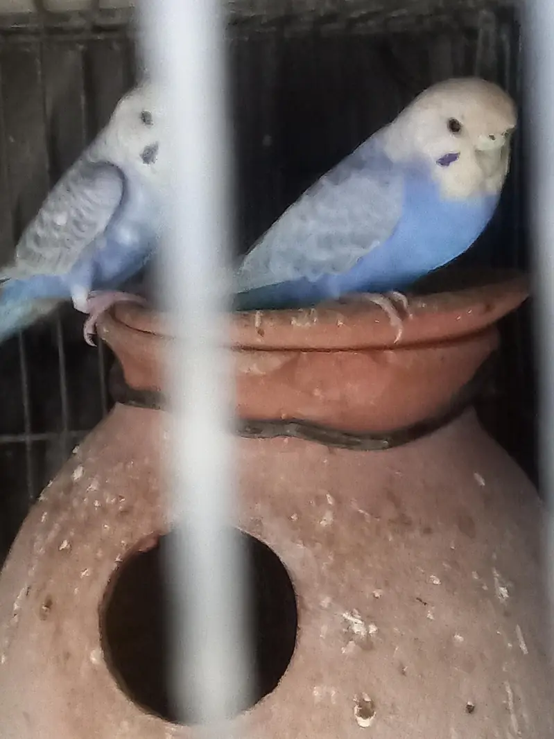 Violet Rainbow First Breed Pair — photo 11