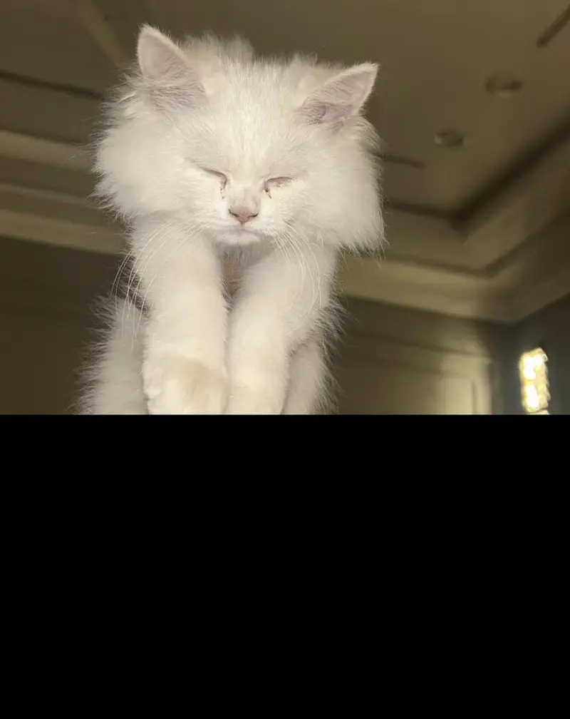 Persian Kitten contact 03441670595 — photo 2