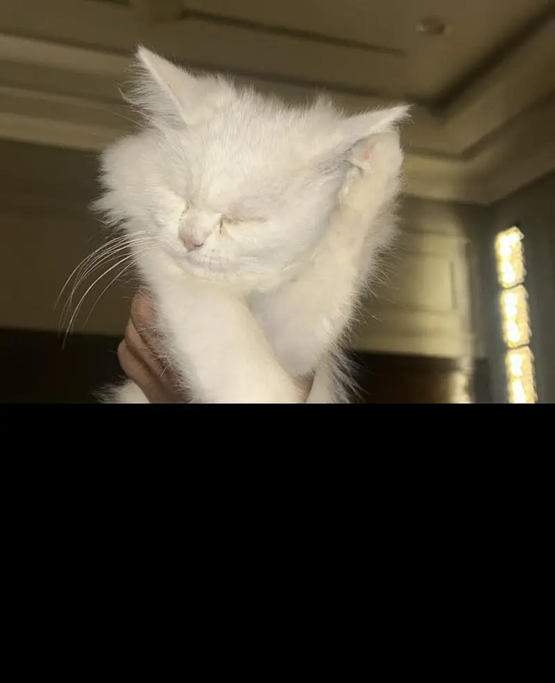 Persian Kitten contact 03441670595 — photo 3