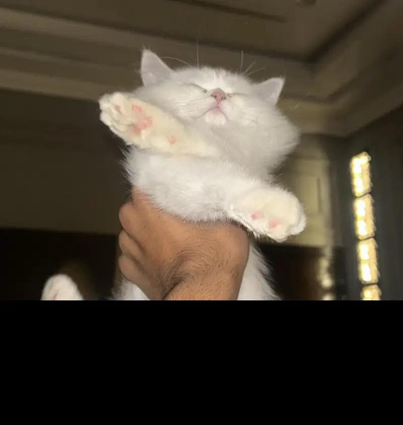 Persian Kitten contact 03441670595 — photo 4